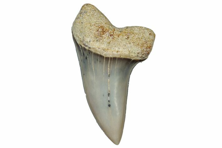 Fossil Shark Tooth (Carcharodon planus) - Bakersfield, CA #306807